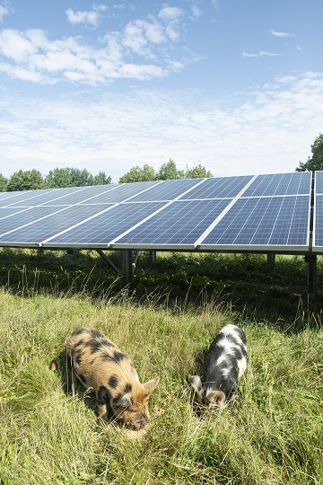 SUNY Cortland uses pigs to clean around solar array
